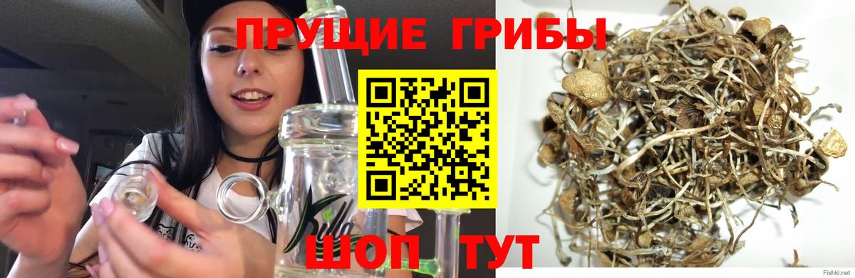 Симферополь  Галлюциногенные грибы Cubensis  Вход с VPN  Галлюциногенные грибы Cubensis 
